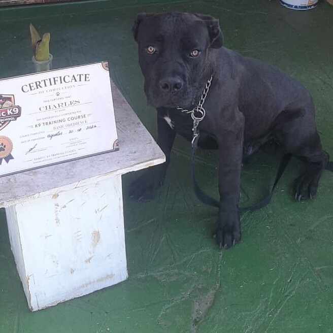Charles - General Obedience Training